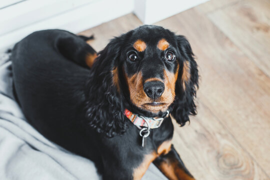 Russian hunting spaniel with black wavy coat, rich tan markings, long ears, expressive dark eyes, colorful collar, resting indoors on wooden floor, representing companionship, pets, hunting breed