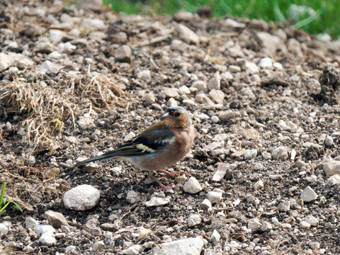 Pinson des arbres m&acirc;le (Fringilla coelebs) au sol dans le Jura