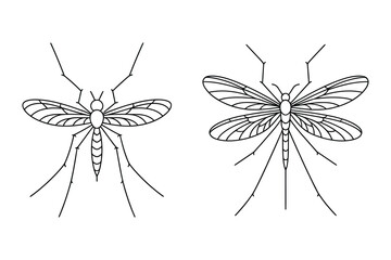 Obraz premium Detailed line art drawings of mosquito and crane fly insects with mosquito