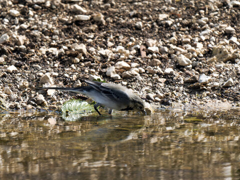 Bergeronnette grise (Motacilla alba) se baignant dans un point d&rsquo;eau dans le Jura
