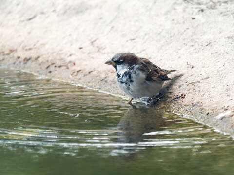 Moineau domestique m&acirc;le (Passer domesticus) au bord d&rsquo;un point d&rsquo;eau dans le Jura