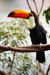 Toco Toucan on a Branch © David