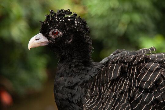 Female Great Curassow