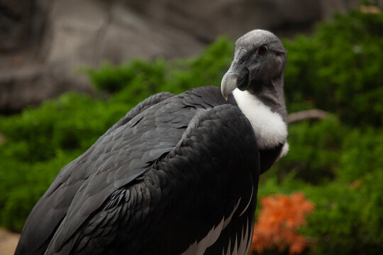 Close-up of a Vulture