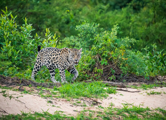 jaguar walking at the river bank © Agatha Carr