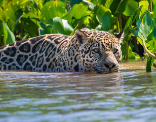 jaguar in the water © Agata Carr
