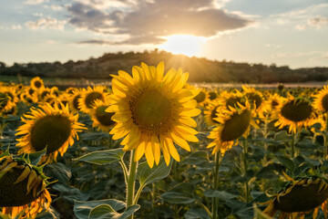 Fototapeta premium Close up of a blooming sunflower in field glowing in warm golden sunset backlight.