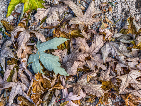 Decaying autumn leaves on ground showing seasonal change