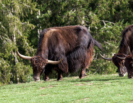 Yaks (Bos grunniens) dans une prairie de montagne, grands bovid&eacute;s &agrave; long pelage