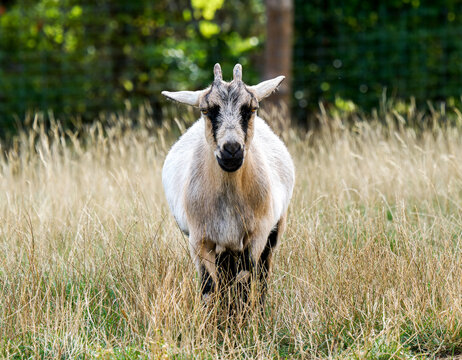 Ch&egrave;vre naine domestique (Capra hircus) debout dans une prairie, portrait de face
