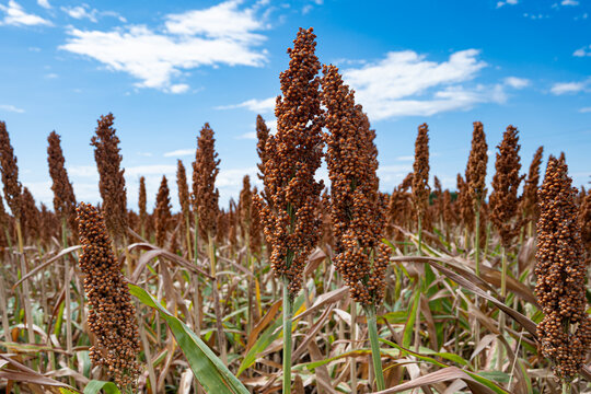 Ripe sorghum crop ready for harvest, close-up of red-brown grain heads in a sunny field against a blue sky with white clouds, low angle view of a milo plantation in late summer