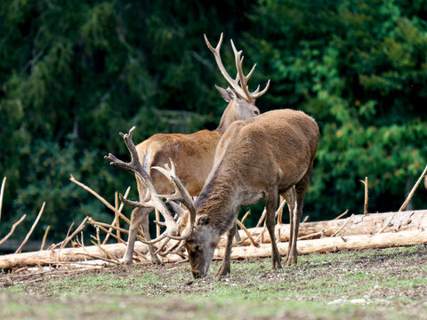 Harde de cerfs &eacute;laphes (Cervus elaphus) regroup&eacute;e dans un environnement forestier