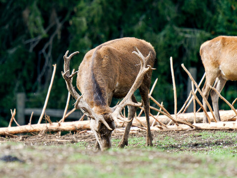 Harde de cerfs &eacute;laphes (Cervus elaphus) regroup&eacute;e dans un environnement forestier