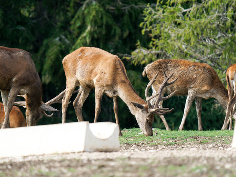 Harde de cerfs &eacute;laphes (Cervus elaphus) regroup&eacute;e dans un environnement forestier