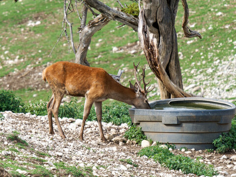 Harde de cerfs &eacute;laphes (Cervus elaphus) regroup&eacute;e dans un environnement forestier