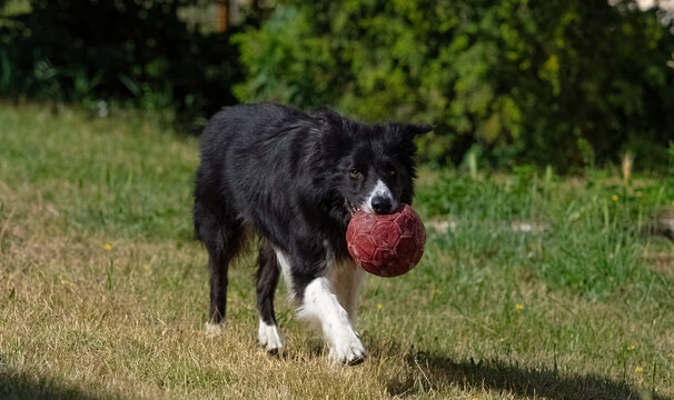 Energetic Border Collie Dog Walking with a Rope Toy