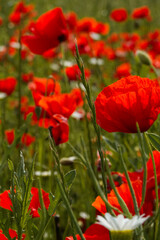 Fototapeta premium A vibrant field of red poppies sways in the summer breeze. These wild flowers create a colorful display under the bright sun in this beautiful natural landscape.