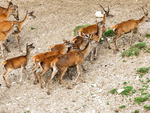 Harde de cerfs &eacute;laphes (Cervus elaphus) regroup&eacute;e dans un environnement forestier