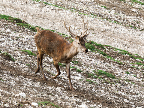 Harde de cerfs &eacute;laphes (Cervus elaphus) regroup&eacute;e dans un environnement forestier