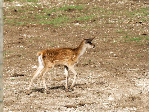Tr&egrave;s jeune faon de cerf &eacute;laphe (Cervus elaphus) courant dans un parc animalier