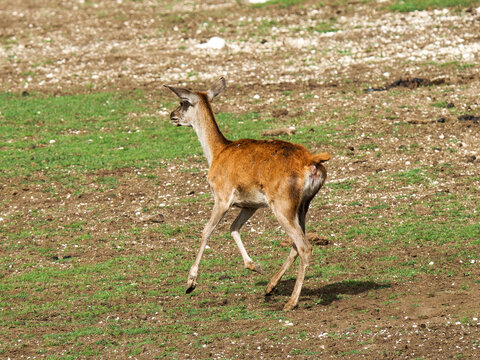 Harde de cerfs &eacute;laphes (Cervus elaphus) regroup&eacute;e dans un environnement forestier