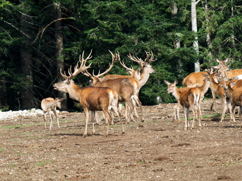 Harde de cerfs &eacute;laphes (Cervus elaphus) regroup&eacute;e dans un environnement forestier