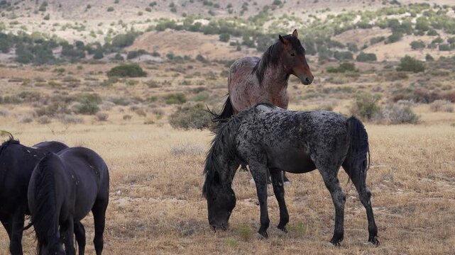 Wild horses grazing in the Utah desert as one looks around the herd.