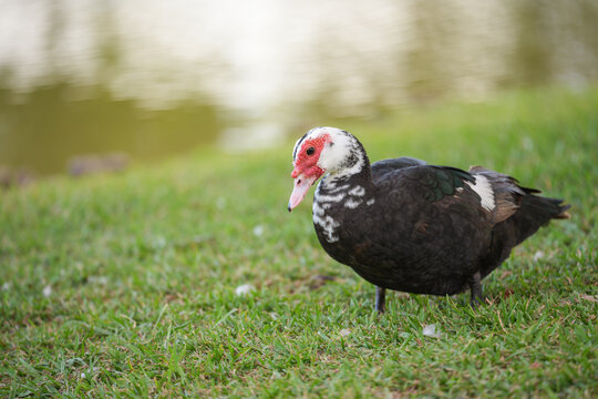 red billed duck / Muscovy duck 