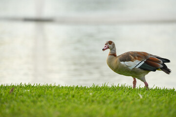 Egyptian goose on the grass © ajamils