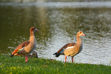 Egyptian geese, goose, bird,  migratory bird, flock of ducks, duck, tree duck, ducks in park, wildlife, beautiful bird,  © ajamils