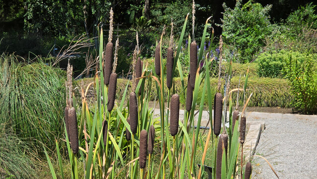 Cattor and green leaves growing in a botanical garden with a gravel path