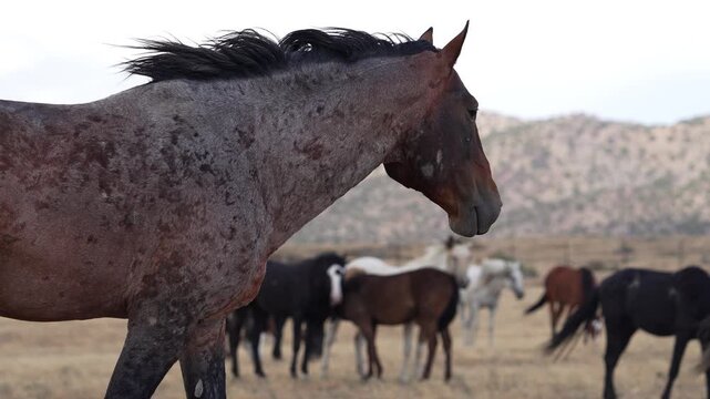 Close-up of a wild horse walking in slow motion towards the herd in the Utah desert.