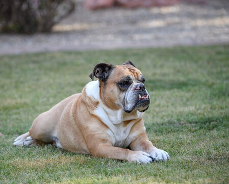 Older bulldog lying in the grass posing for a photo