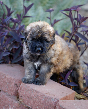 Bouvier puppy standing on a brick wall