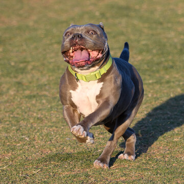 Smiling pitbull with drool coming out of her mouth