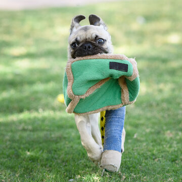 Pug with his leg in a cast and a toy in his mouth