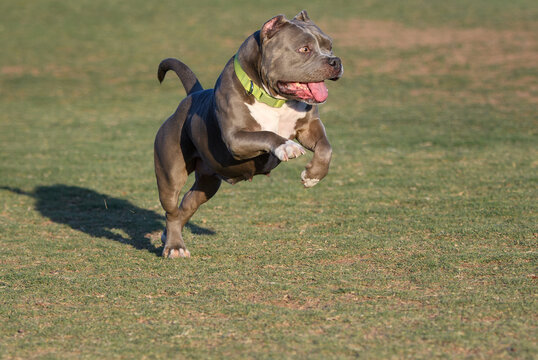 Happy pitbull jumping in the air when playing