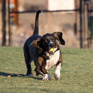 Running basset hound at sunrise at the park