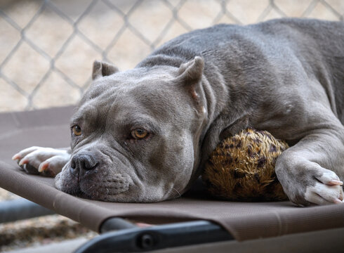 Grey pitbull up close while lying on a bed