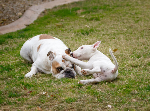 Young bull terrier puppy playing in the grass with a bulldog
