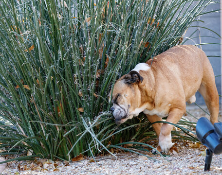 Red bulldog scratching his head on a plant