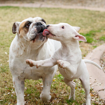 White bull terrier puppy kissing the face of a bulldog