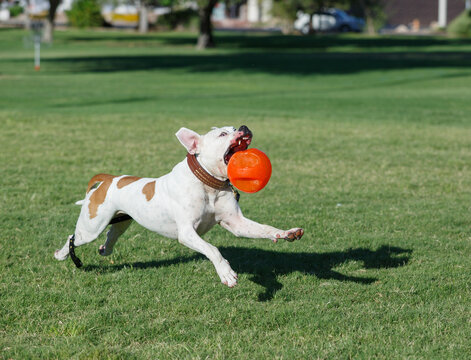American bulldog playing with an orange toy at the park