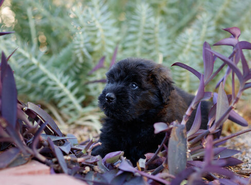 Black bouvier puppy in a garden looking up