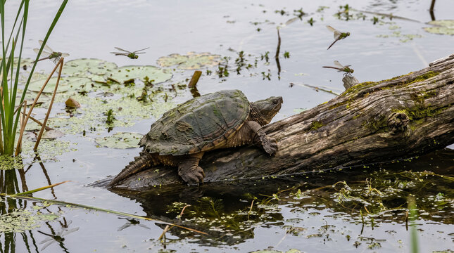 Snapping turtle resting on a fallen log in a pond surrounded by dragonflies and aquatic plants. Concept of river, climbs, submerged, water, dragonfly.