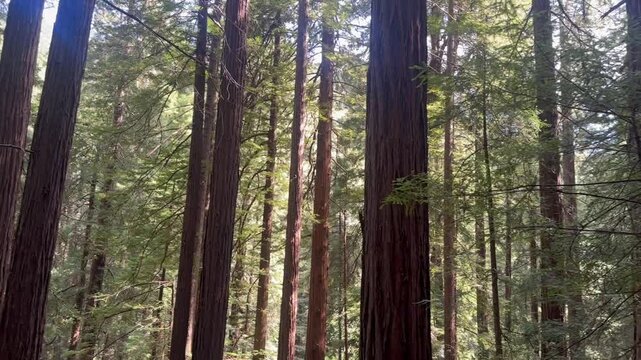 Pacific Redwood forest
