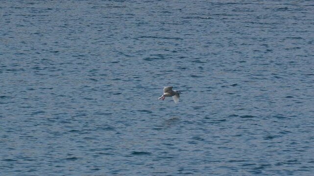 Gull Tracked in Flight Before Landing Among Two Gulls in Nuuk