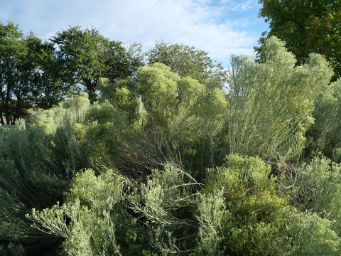 Large Rubber Rabbitbrush (Ericameria nauseosa) Before Autumn Bloom in Colorado
