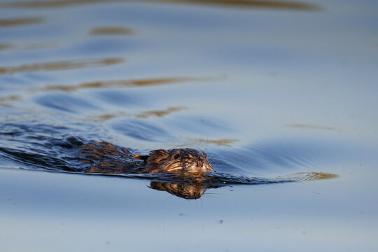 An adult muskrat (Ondatra zibethicus) swimming in calm water with a reflection toward the camera lens on a sunny summer evening. Wildlife photography with copy space.