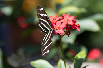 Zebra Longwing Butterfly Feeding on Bright Red Flowers © Christine Donnelly